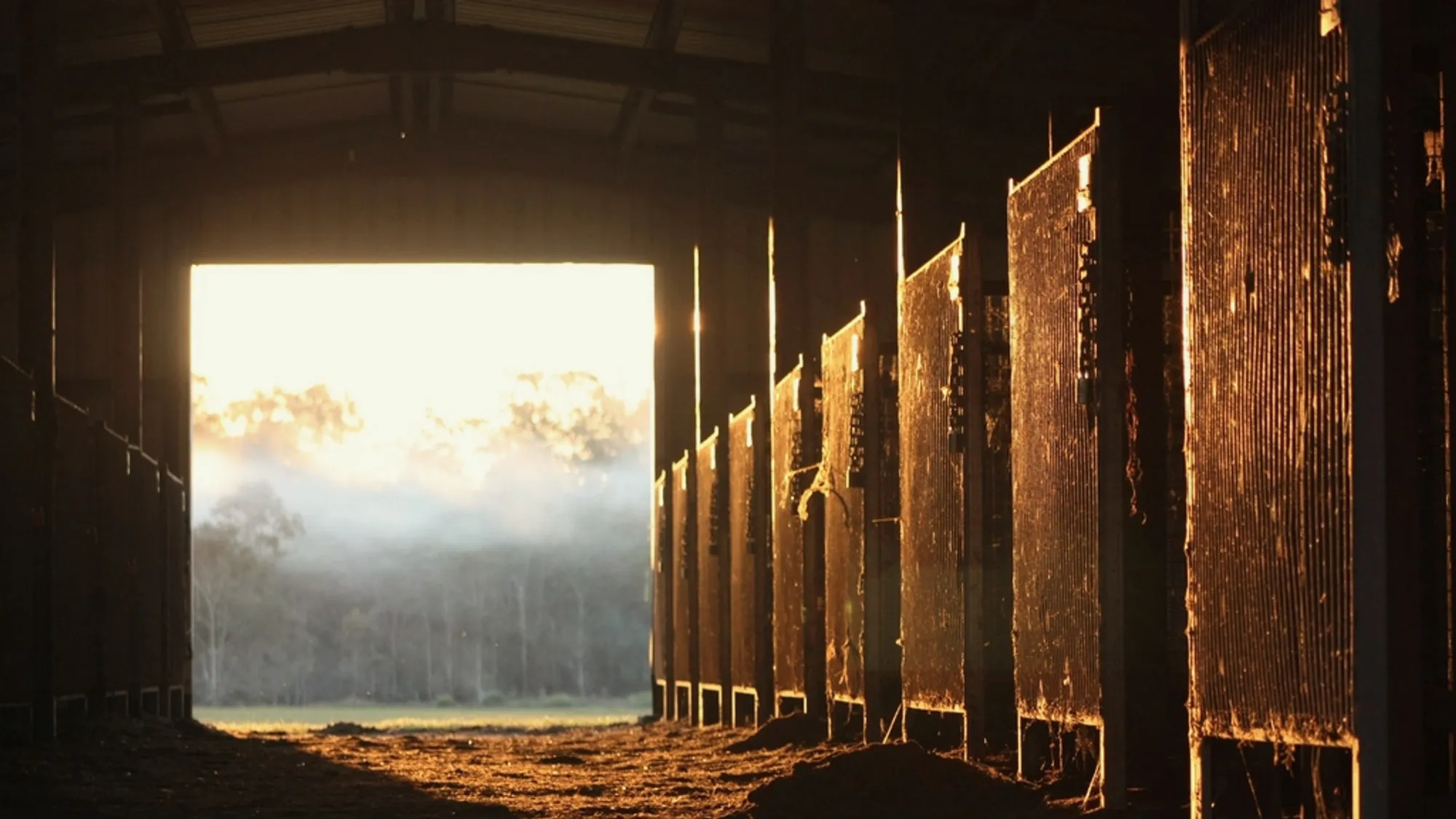 Morning light through the slats of a stable building