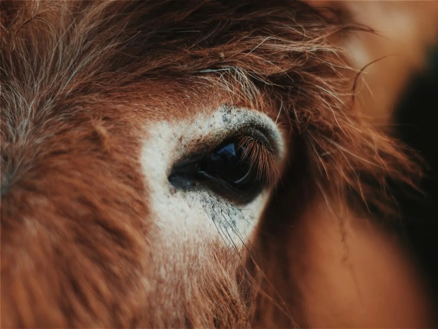 A chestnut horse's eye photographed close, the iris warm against the surrounding hair