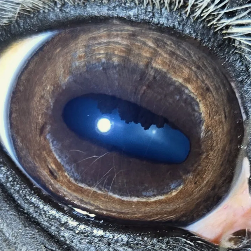 Close macro of a horse's amber iris showing radial fibre structure